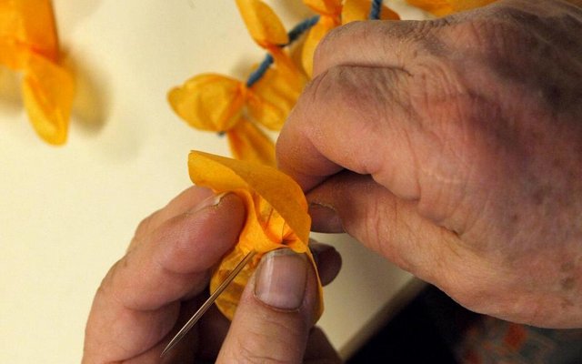 glycine des ostensions Aixe-sur-Vienne