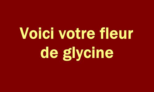 glycine des ostensions Aixe-sur-Vienne