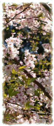 Tourisme  Aixe-sur-Vienne, printemps au parc et jardin d'Arliquet, paroisse de l'Assomption, diocse de Limoges