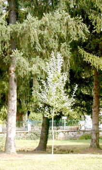 Tourisme  Aixe-sur-Vienne: les peupliers blancs dans le parc d'Arliquet, diocse de Limoges