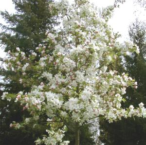 Les pommiers en fleur  Pques  Arliquet, Aixe-sur-Vienne, diocse de Limoges