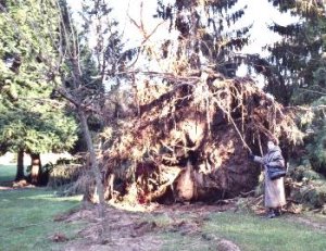 Arliquet: souche de la tempte 1999, Aixe-sur-Vienne en limousin